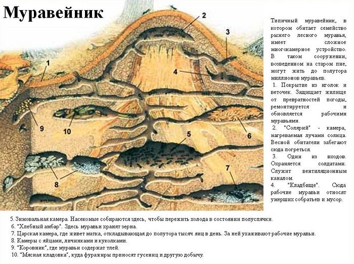Схема муравейника