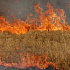 Купина Неопалимая